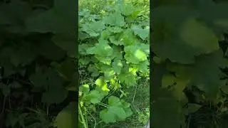Our veggie garden is growing in July , zone 5b