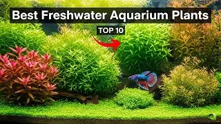 TOP 5 Best Freshwater Aquarium Plants 2026 | Best aquarium plants for fish tanks