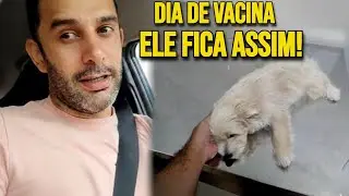 O dia em que o Apolo tomou vacina – resultado surpreendente! 😮