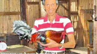 ANG LIHIM NG LEMON 84: ISANG LEGACY NG TAGUMPAY! 🏆🐔