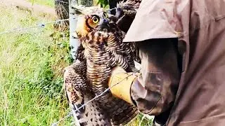 Man rescues an owl tangled in barbed wire, what it does after being released leaves him speechless.