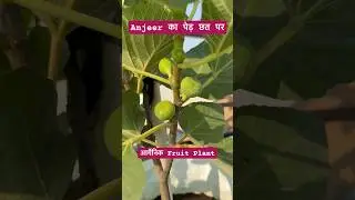 #anjeer #anjeerplant #growingfigs #figs #figplant #figtree #organic