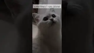 Hello?#animals #cat #кошкавидео #животные#кошки#кошка#кот
