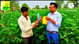 Allwin Gold super and Advita का result Ramcides Crop Science pvt Ltd.