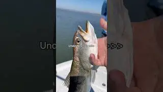 Dieser Fisch ist so s&uuml;&szlig; 😭