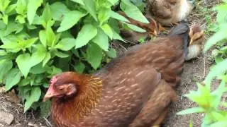 Kr&auml;hender Hahn mit grabender Welsumer Zwergglucke