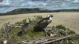 Osprey nest cam footage - White YW returns from hunting