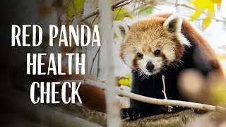 Red Panda Health Check at Taronga Wildlife Hospital