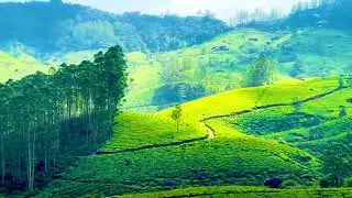 Lockhart Gap View Munnar Tea Estate #munnar #kerala #teaestates #roadtrip 