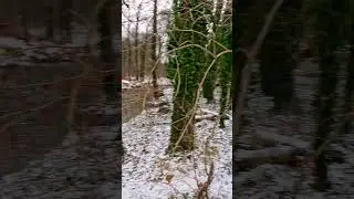 bird feeding place in winter