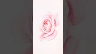 How to Paint PINK Rose Flower Watercolor #art #watercolor #paintingtutorial