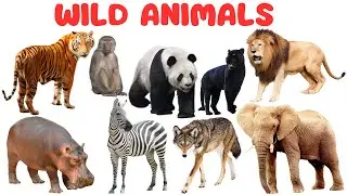 Wild Animals for Kids | Wild Animals Educational Video for Kids