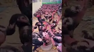 Live stock#cheken#funny#birds#pti#ptv#ptvlivebroadcast#arynews#heavybike#cctv#viralreels#shahrukh#