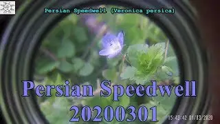 Persian Speedwell 20200301