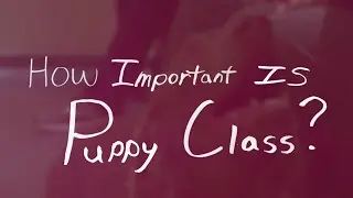 How Important is Puppy Class?