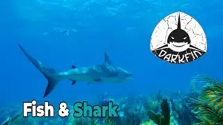 Freediving Darkfin Gloves|  Fish | Shark | Sublue Ride