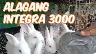 Rabbit farming | Alagang Integra 3000 | Pwede nang Ibenta