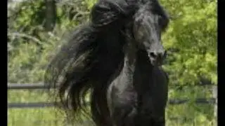 Friesian Stallion Anton 343