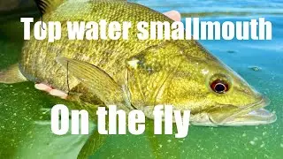 TOP WATER SMALLMOUTH FLY FISHING