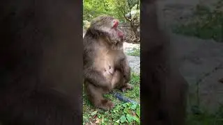 Monkey with a red face | monkey fun every day