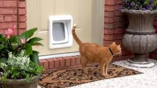 Which Pet Door Is Best for You?