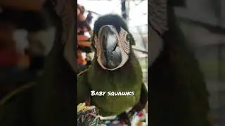 Adorable baby parrot squawks for food | Jambi the Severe Macaw makes the cutest sounds when hungry
