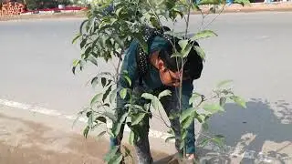 TREE PLANTATION PROJECT