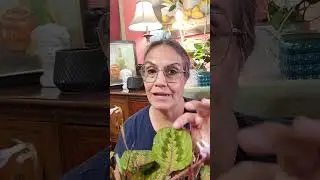 🌸 Calatheas, Planta De La Oraci&oacute;n,Problemas m&aacute;s comunes. Soluciones  Y Cuidados 🌸