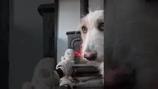 Волшебное неспешное утро на нашей автономной ферме &mdash; Жизнь в гармонии с природой