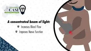 Laser Therapy Benefits Dogs & Cats