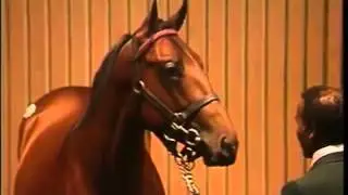 Seattle Dancer | 1985 July Selected Yearling Sale | Keeneland