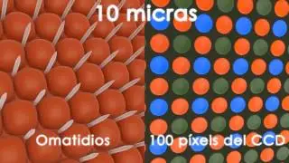 Un paseo por el nanomundo
