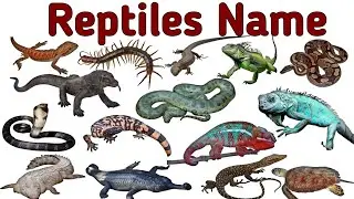 Reptiles Name l Name of Reptiles l सरीसृपों के नाम l Reptiles Name for Kids l Reptile Name with pic