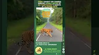 Just witnessed an incredible moment during a jungle safari at Alizanja Gate!  #junglesafari
