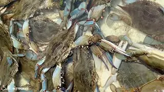 How To Catch Blue Crabs (Without Crab Traps)