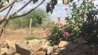When CAMERA FPS = HUMMINGBIRD WING BEAT