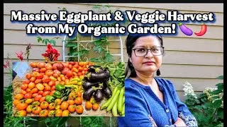 Massive Summer Harvest! 🍆 Harvesting Turkish Eggplant, Black Beauty, Peppers & Juicy Tomatoes