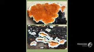 Steccherinum ochraceum - fungi kingdom