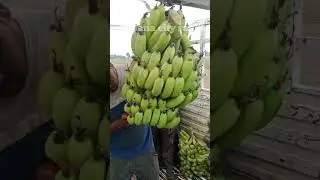 super banana 🍌 export hardworking labour 💪#bananafruit #bananafarmin#viralvideo #trending