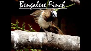 Keeping Bengalese Finch