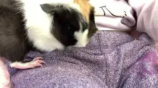 Mango grooming