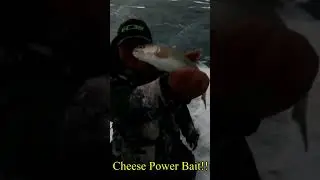 Cheese PowerBait Bait: There Is Ice On Eleven Mile Reservoir: Be Safe Out There: #fishing #shorts