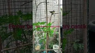 aviary mini cantik