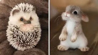 Funny Animals Compilation - Cutest Animals Ever 2020