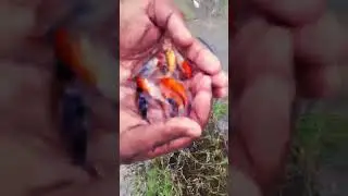 KOI CARP | pond || 2-3 inch size || Farm scenes