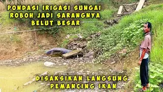 GAK NYANGKA❗IRIGASI RUNTUH MARKASNYA BELUT BESAR