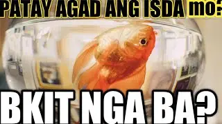 PAANO MAG ALAGANG ISDA /BAKIT NGA BA LAGI KANG NAMAMATAYAN NG ALAGANG ISDA? FISH TANK