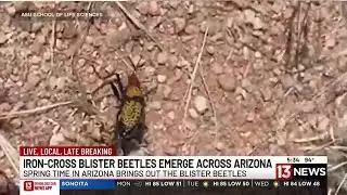 Spring brings out the Iron Cross Blister Beetles