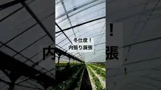 冬仕度内張りはります。#いちご狩り #いちご #山都町 ＃ハウス張り