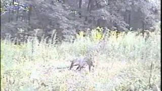 Gray fox caught on wireless video system